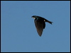 tree_swallow_67146