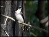 tree_swallow_67190