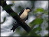 tree_swallow_67282