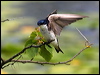 tree_swallow_70042