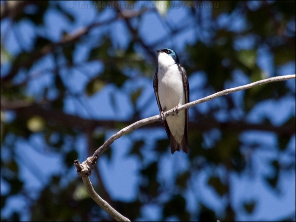 Tree Swallow tree_swallow_66905.jpg