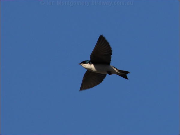 Tree Swallow tree_swallow_67135.jpg