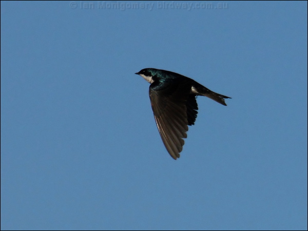 Tree Swallow tree_swallow_67146.jpg