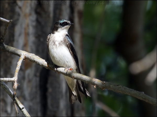 Tree Swallow tree_swallow_67190.jpg