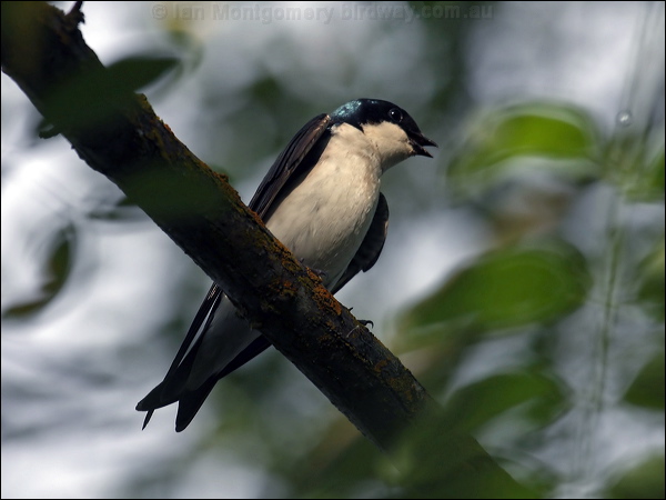 Tree Swallow tree_swallow_67282.jpg