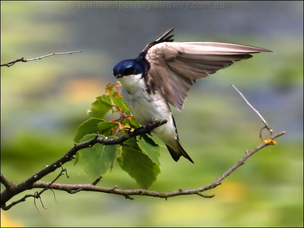 Tree Swallow tree_swallow_70042.jpg