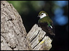 violet_green_swallow_69425