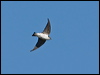 violetgreen_swallow_109176