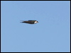 violetgreen_swallow_109212