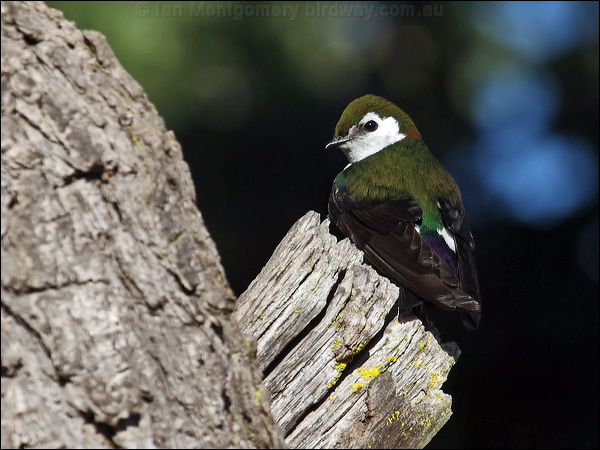 Violet-green Swallow violet_green_swallow_69425.psd