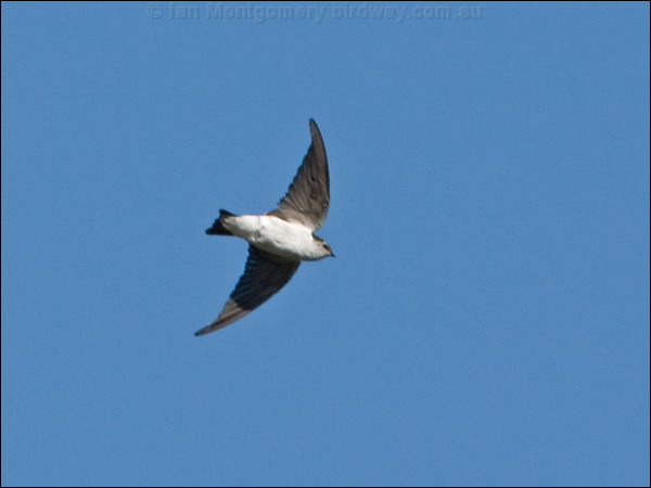 Violet-green Swallow violetgreen_swallow_109176.psd