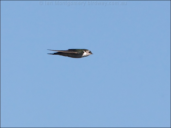 Violet-green Swallow violetgreen_swallow_109212.psd