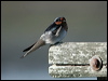 Welcome Swallow welcome_swallow_02011.jpg