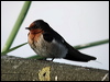 Welcome Swallow welcome_swallow_08009.jpg