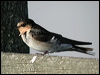 Welcome Swallow welcome_swallow_08017.jpg