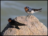 Welcome Swallow welcome_swallow_10748.jpg