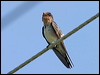 Welcome Swallow welcome_swallow_12542.jpg