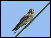 Welcome Swallow welcome_swallow_12584.jpg