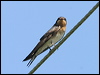 welcome_swallow_12584