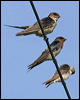 Welcome Swallow welcome_swallow_12665.jpg
