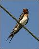 welcome_swallow_12724