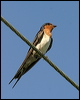 welcome_swallow_12725