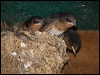 welcome_swallow_168010