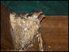 welcome_swallow_168011