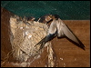 welcome_swallow_168014