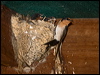 welcome_swallow_168015