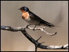 Welcome Swallow welcome_swallow_58913.jpg
