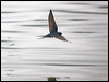 welcome_swallow_99651