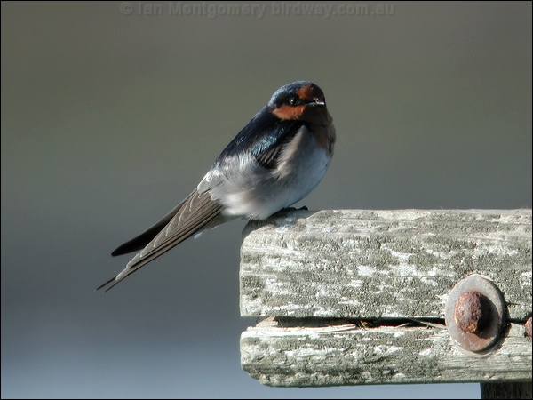 Welcome Swallow welcome_swallow_02011.jpg