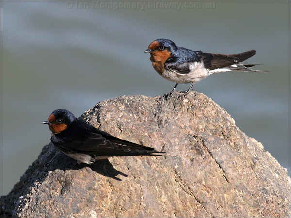 Welcome Swallow welcome_swallow_10748.jpg