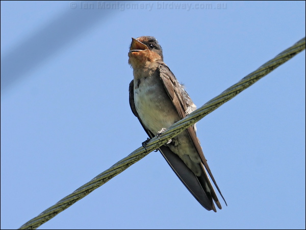 Welcome Swallow welcome_swallow_12542.jpg