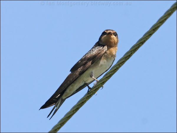 Welcome Swallow welcome_swallow_12584.jpg