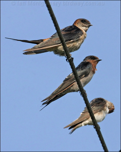 Welcome Swallow welcome_swallow_12665.jpg
