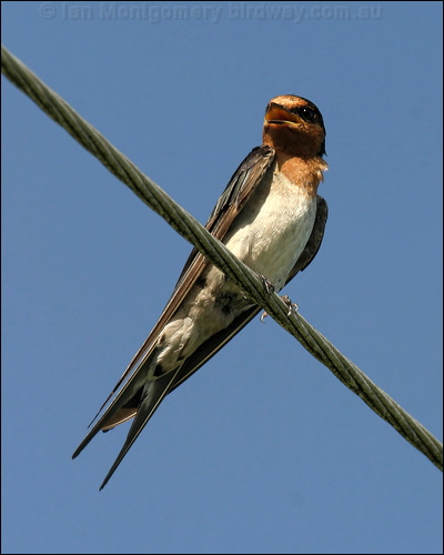 Welcome Swallow welcome_swallow_12724.jpg