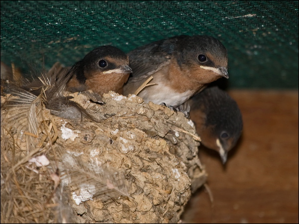 Welcome Swallow welcome_swallow_168010.psd