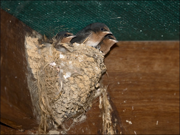 Welcome Swallow welcome_swallow_168011.psd