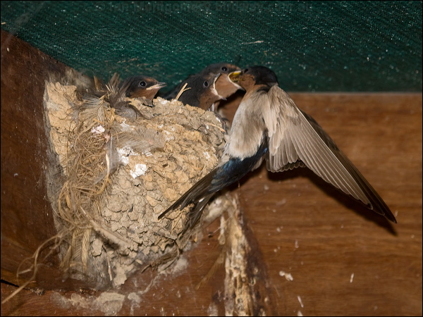 Welcome Swallow welcome_swallow_168014.psd