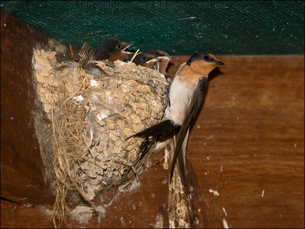 Welcome Swallow welcome_swallow_168015.psd