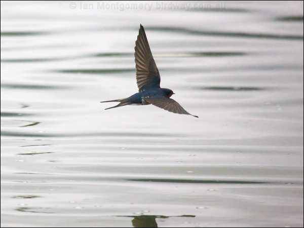 Welcome Swallow welcome_swallow_99651.psd