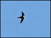 white_back_swallow_41961