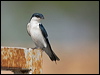 white_wing_swallow_202994