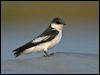 white_wing_swallow_204446