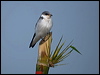 white_wing_swallow_205145