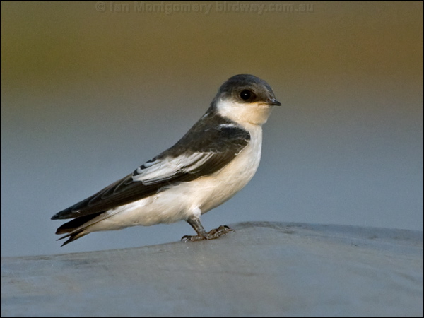 White-winged Swallow white_wing_swallow_204446.psd