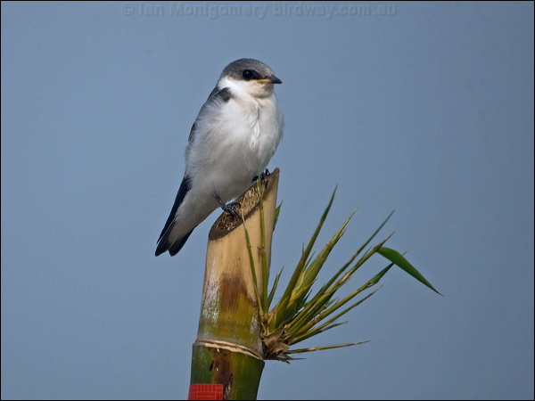 White-winged Swallow white_wing_swallow_205145.psd