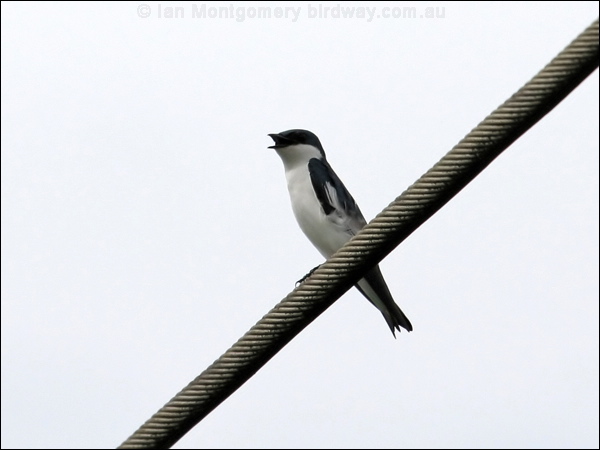 White-winged Swallow white_winged_swallow_22766.jpg